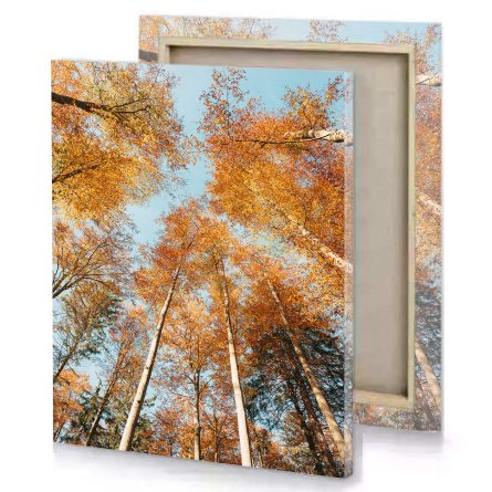 Long Trees Autumn Canvas